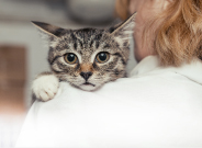 Vet Cat Image